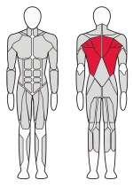 Т-образная тяга с упором на грудь X-line R XR204